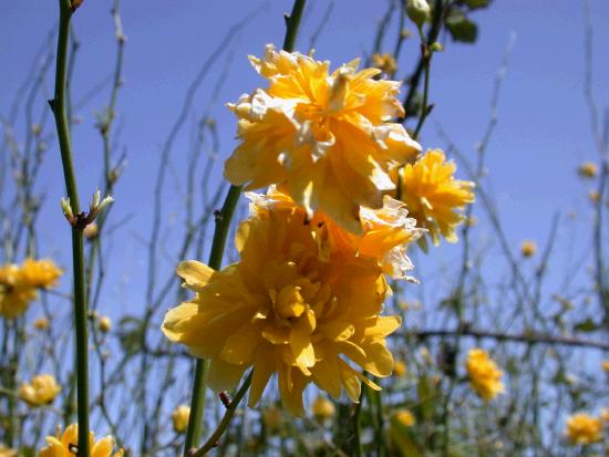 Yellow against the blue May Day sky