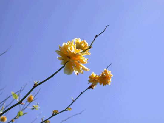 Lots of yellow in gardens at the moment