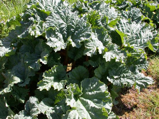 The Rhubarb is well up by now - probably a bit too tart to eat yet but rhubarb crumble is not too far off now.