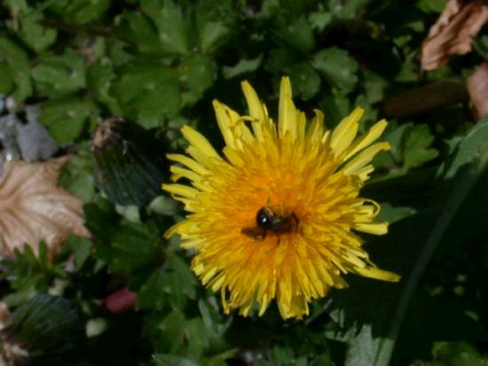 The bees seem to like them though.