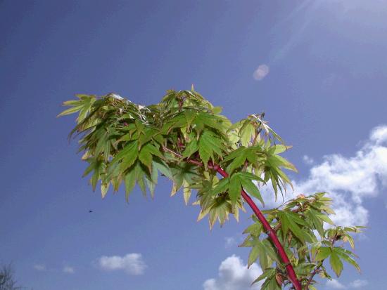 Japanese maple with fresh leaves. 