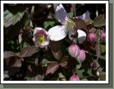 Most flowers are still protected within their buds 