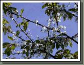 The ornamental cherry blossoms are in bloom everywhere but the wild Irish cherry seems to be doing particularly well this year.