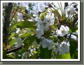 Close up of cherry blossom - what are the chances of producing cherries here later in the year?