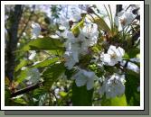 Close up of cherry blossom - what are the chances of producing cherries here later in the year?