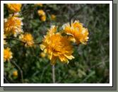 Worn by women this flower is supposed to attract the love of a man.