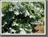 The Rhubarb is well up by now - probably a bit too tart to eat yet but rhubarb crumble is not too far off now.