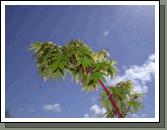 Japanese maple with fresh leaves. 