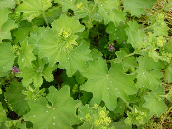 Lady's Mantle