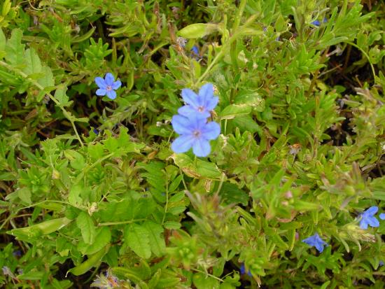 Blue Gentian?