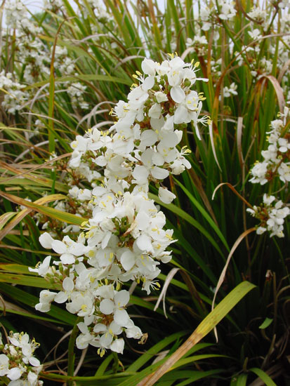 Grass Flower