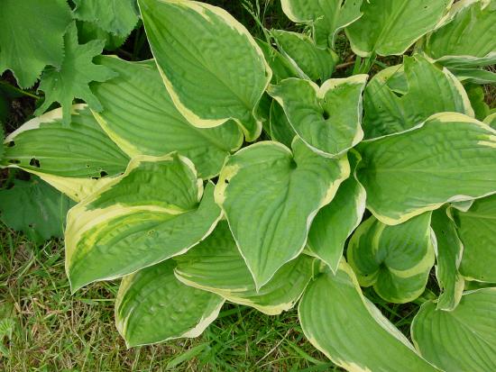 Hosta