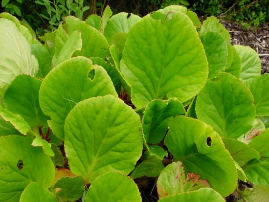 Bergenia