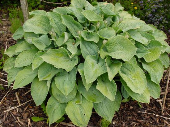 Hosta
