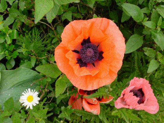 Poppy