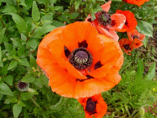 Poppy
