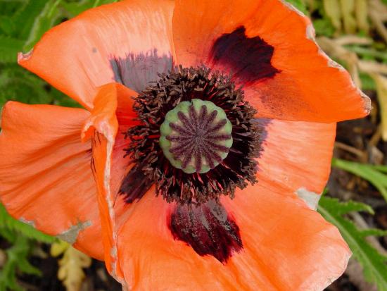 Poppy