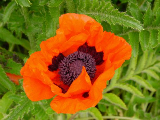 Poppy