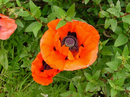 Poppy