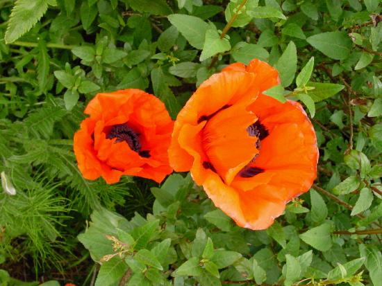 Poppy