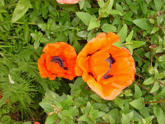 Poppy