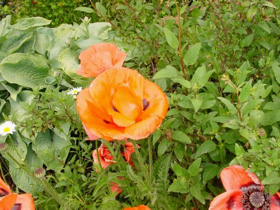Poppy