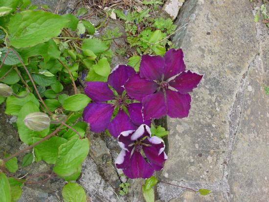 Clematis