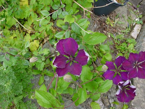 Clematis