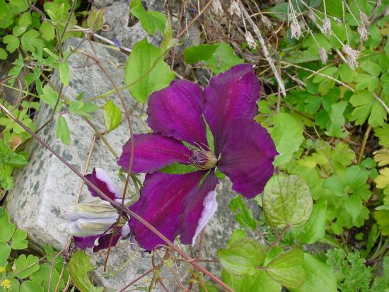 Clematis