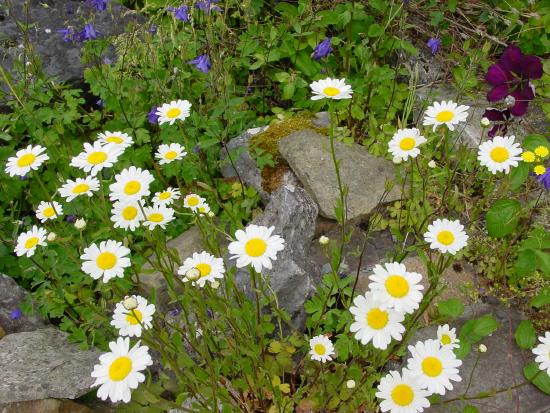 Ox Eye Daisy