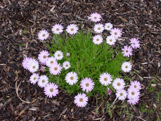 Osteospermum