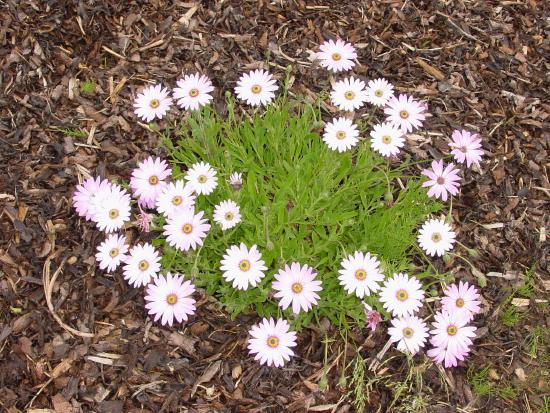 Osteospermum
