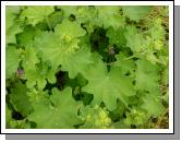Lady's Mantle