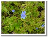 Blue Gentian?
