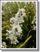 Grass Flower