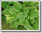 Hosta