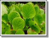 Bergenia