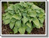 Hosta