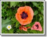 Poppy