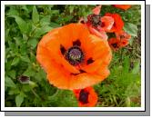 Poppy