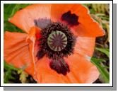 Poppy