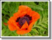 Poppy