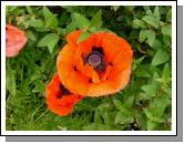 Poppy