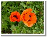 Poppy