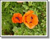 Poppy
