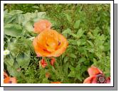 Poppy