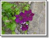Clematis
