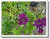 Clematis