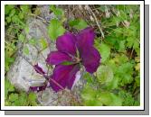 Clematis