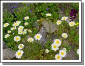 Ox Eye Daisy